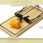 Mouse-Trap-Cheese
