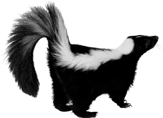 SkunkImage50
